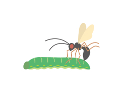 植物と昆虫の画像