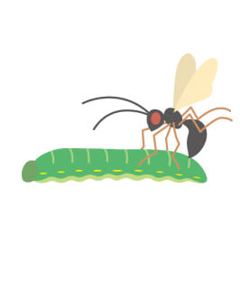 植物と昆虫の画像