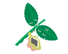 虫こぶ形成昆虫と虫こぶの画像