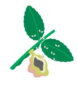 虫こぶ形成昆虫と虫こぶの画像