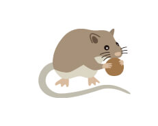 植物と種子食者の画像