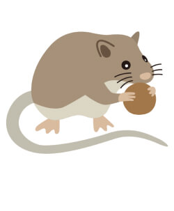 植物と種子食者の画像
