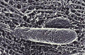 no61_interview_zu02s