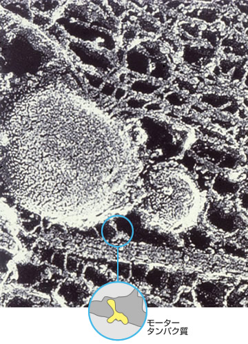 no61_interview_zu03_1b