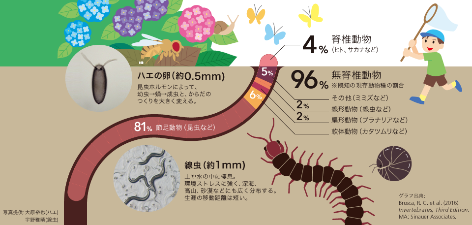 Research 研究を通して 季刊 生命誌 Jt生命誌研究館