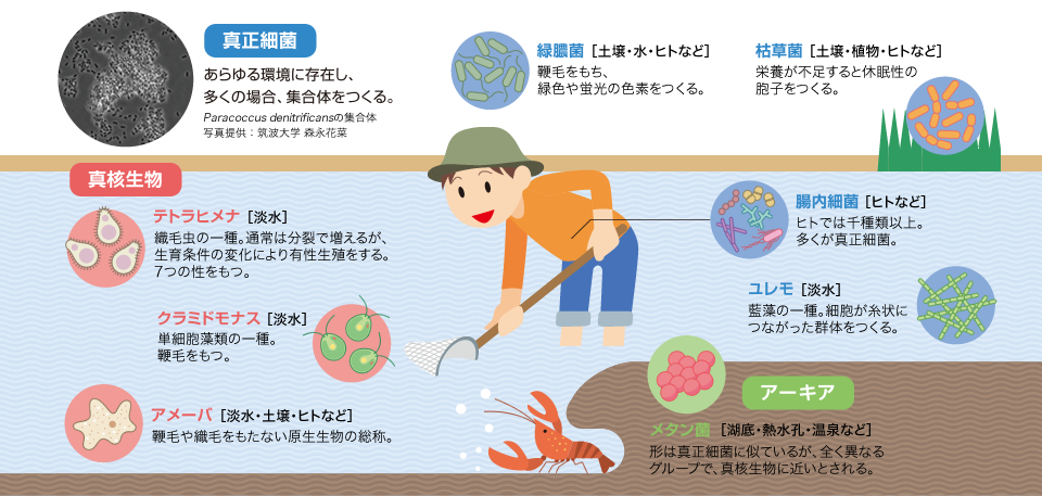 Research 研究を通して 季刊 生命誌 Jt生命誌研究館 Research 研究を通して 季刊 生命誌 Jt生命誌研究館