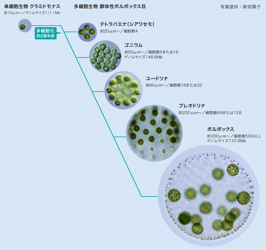 Research ボルボックスの仲間から多細胞化を探る 野崎久義 季刊 生命誌 Jt生命誌研究館