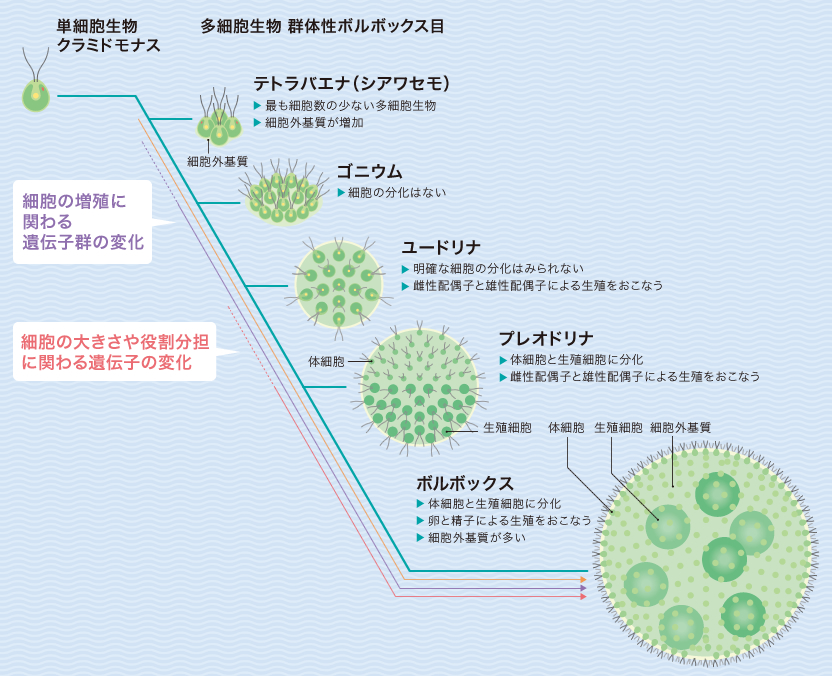 Research ボルボックスの仲間から多細胞化を探る 野崎久義 季刊 生命誌 Jt生命誌研究館