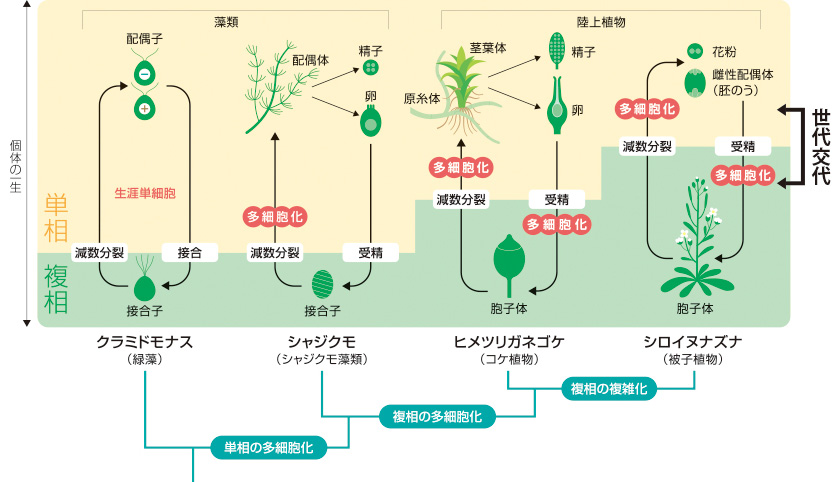 Research 植物の世代を切換えるスイッチ遺伝子 榊原恵子 季刊 生命誌 Jt生命誌研究館 Research 植物の世代を切換えるスイッチ遺伝子 榊原恵子 季刊 生命誌 Jt生命誌研究館