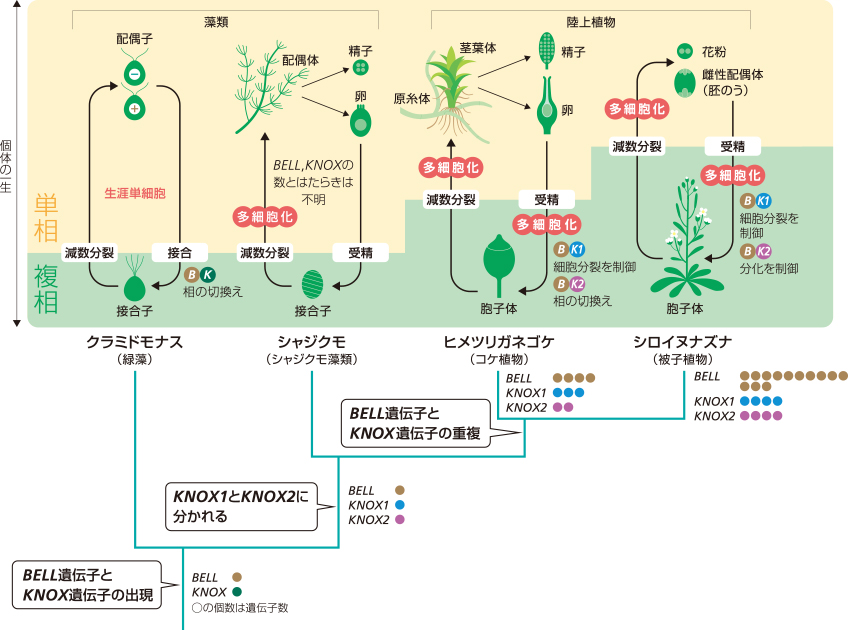 Research 植物の世代を切換えるスイッチ遺伝子 榊原恵子 季刊 生命誌 Jt生命誌研究館 Research 植物の世代を切換えるスイッチ遺伝子 榊原恵子 季刊 生命誌 Jt生命誌研究館