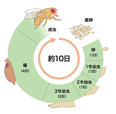 Research 幼虫が昇る 大人への階段 大原裕也 季刊 生命誌 Jt生命誌研究館 Research 幼虫が昇る 大人への階段 大原裕也 季刊 生命誌 Jt生命誌研究館