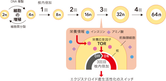 Research 幼虫が昇る 大人への階段 大原裕也 季刊 生命誌 Jt生命誌研究館 Research 幼虫が昇る 大人への階段 大原裕也 季刊 生命誌 Jt生命誌研究館