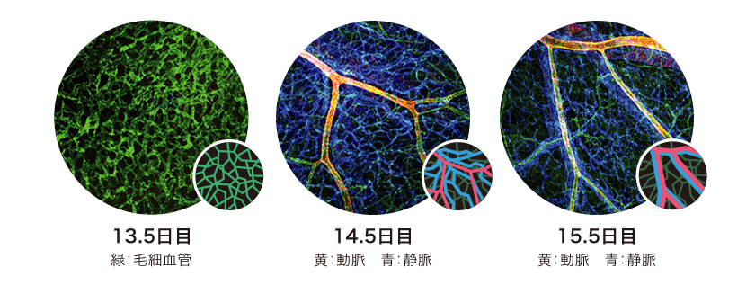 Research 血管の かたち をつくる細胞たち 木戸屋浩康 季刊 生命誌 Jt生命誌研究館 Research 血管の かたち をつくる細胞たち 木戸屋浩康 季刊 生命誌 Jt生命誌研究館