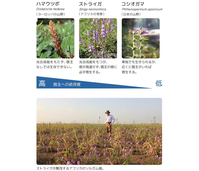 Research 寄生植物と宿主の根深い関わり 白須賢 季刊 生命誌 Jt生命誌研究館