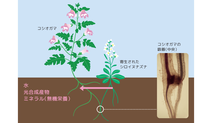 Research 寄生植物と宿主の根深い関わり 白須賢 季刊 生命誌 Jt生命誌研究館