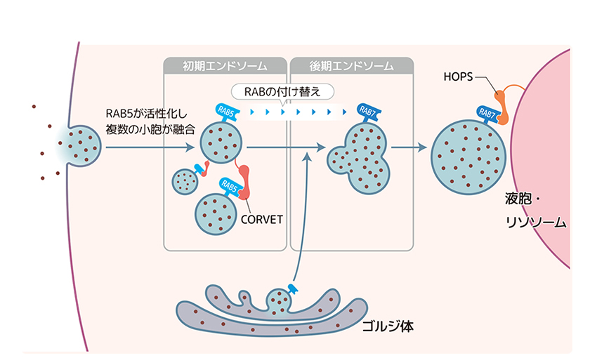 液胞の役割 | 液胞にタンパク質を運ぶ – QGDTMR