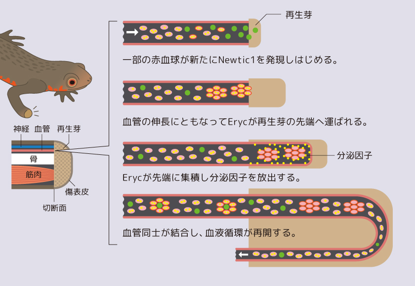 Research イモリの再生と赤血球の不思議な関係 千葉親文 Research イモリの再生と赤血球の不思議な関係 千葉親文
