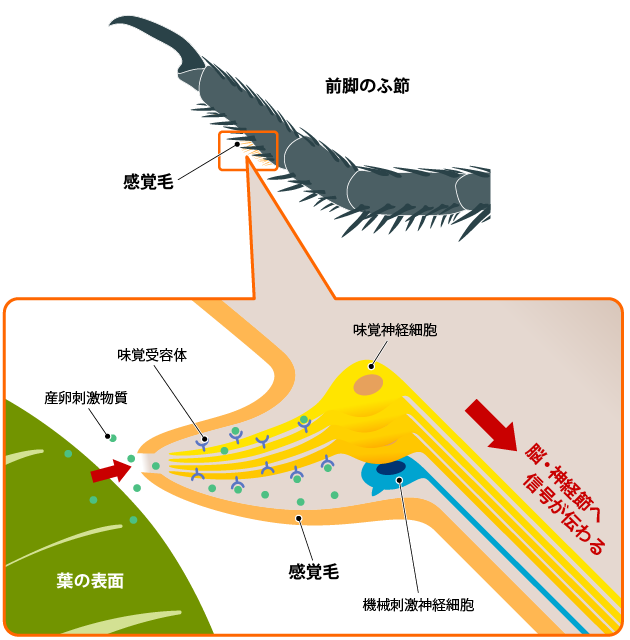 ナミアゲハの前あし解説図