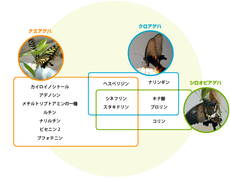 ミカン属の産卵刺激物質