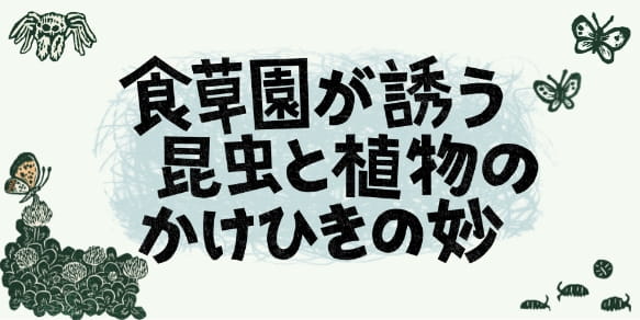 「食草園が誘う昆虫と植物のかけひきの妙」ページへのリンク