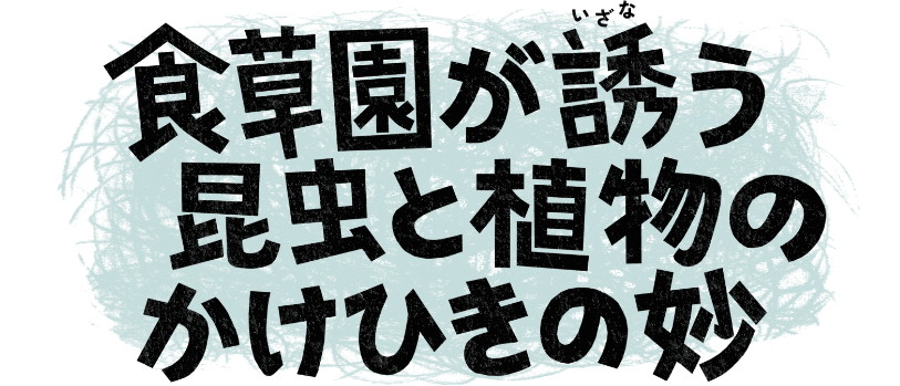 食草園が誘（いざな）う昆虫と植物のかけひきの妙