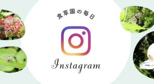 Instagram「食草園の毎日」へのリンク