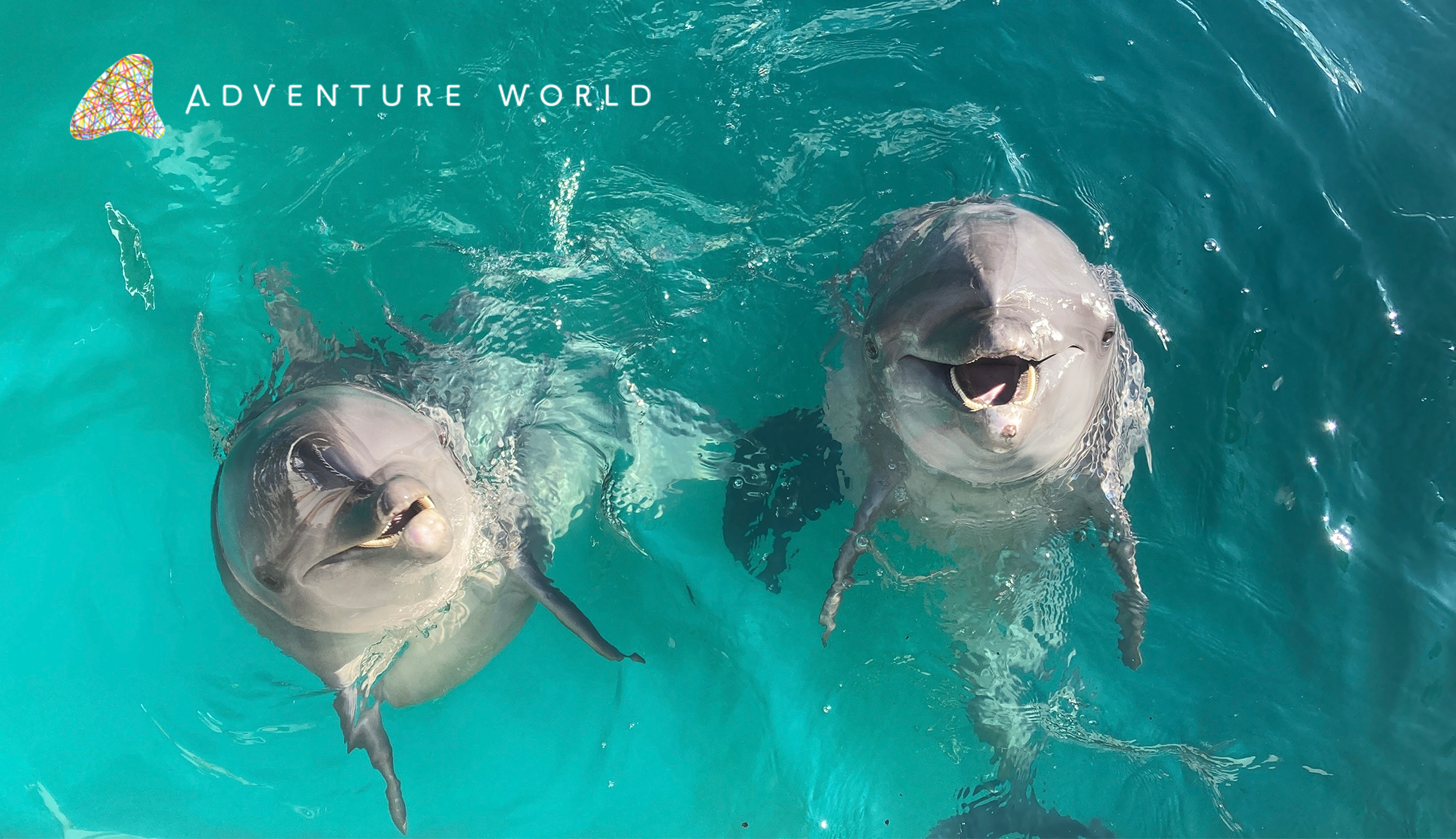 イルカ誕生！つなげるいのち -アドベンチャーワールドでは聞けないアドベンチャーワールドの話-