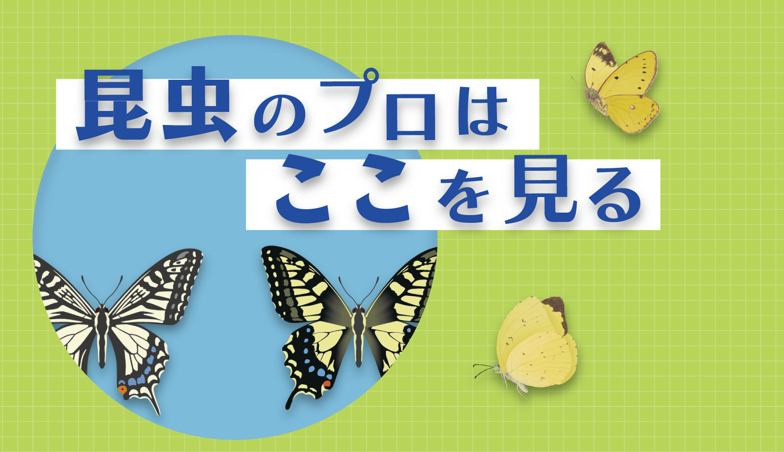 昆虫のプロはここを見る