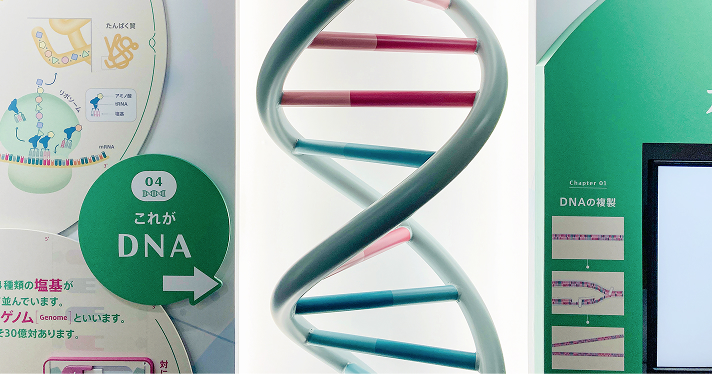 「あなたの中のDNA」展がリニューアルしました