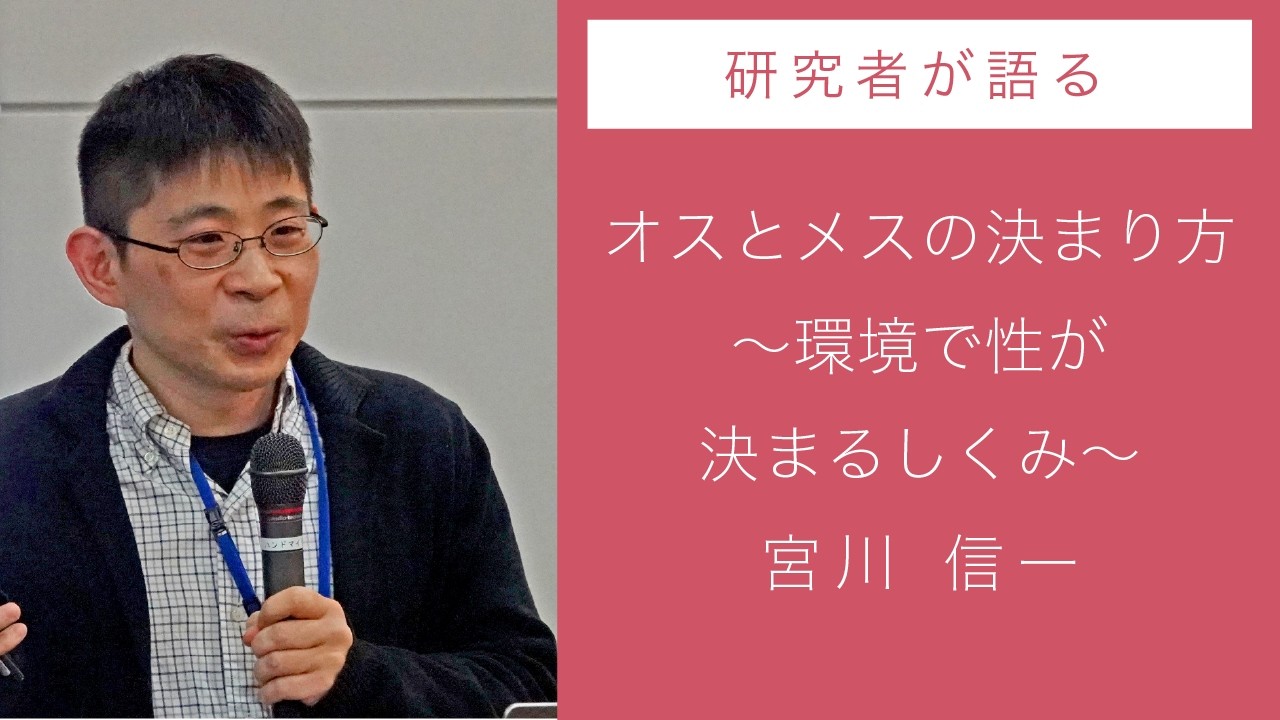 オスとメスの決まり方～環境で性が決まるしくみ～　-講演者：宮川信一（東京理科大学 先進工学部 生命システム工学科教授））記録映像公開中！