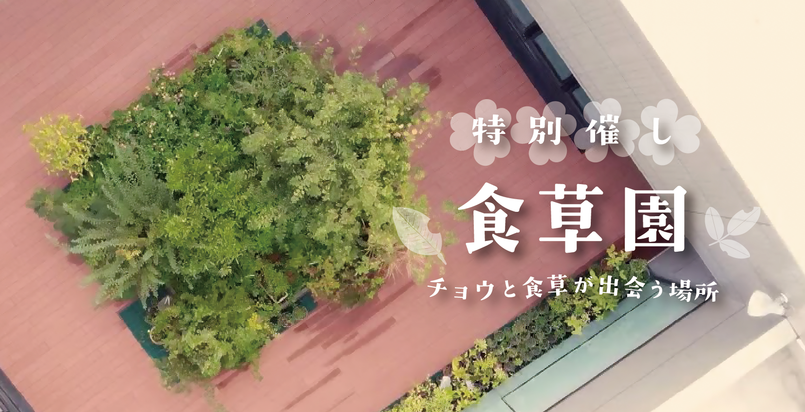 食草園 ーチョウと食草が出会う場所ー