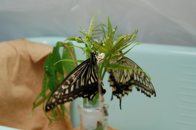 蝶の飼い方を体験しよう Jt生命誌研究館