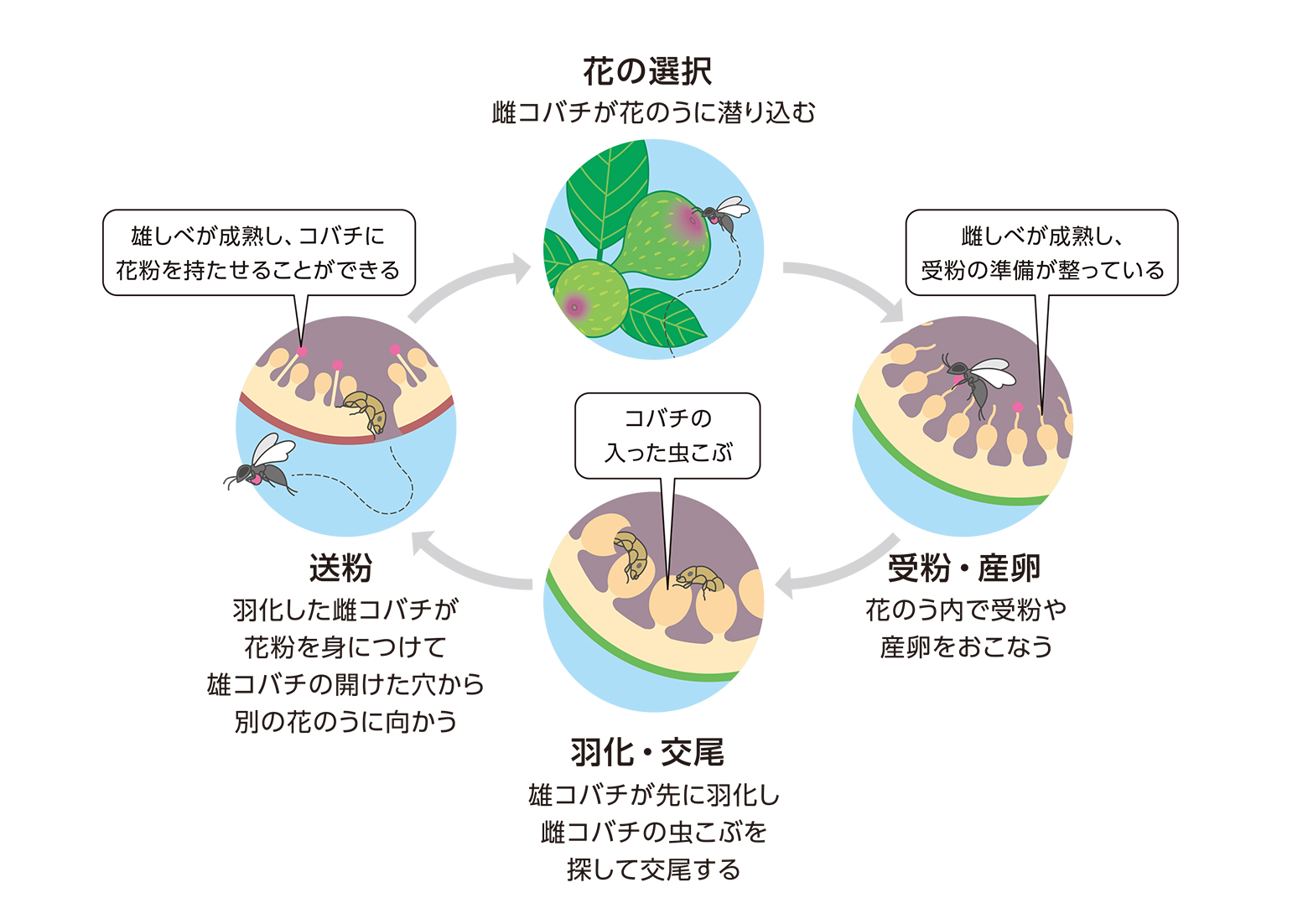 Research 持ちつ持たれつの生存戦略 Jt生命誌研究館