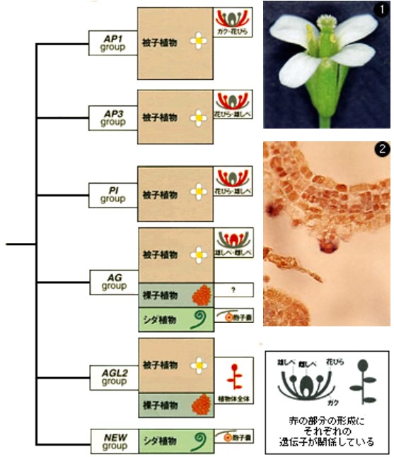 Special Story 花をつけないシダ植物で花の起源を探る Jt生命誌研究館