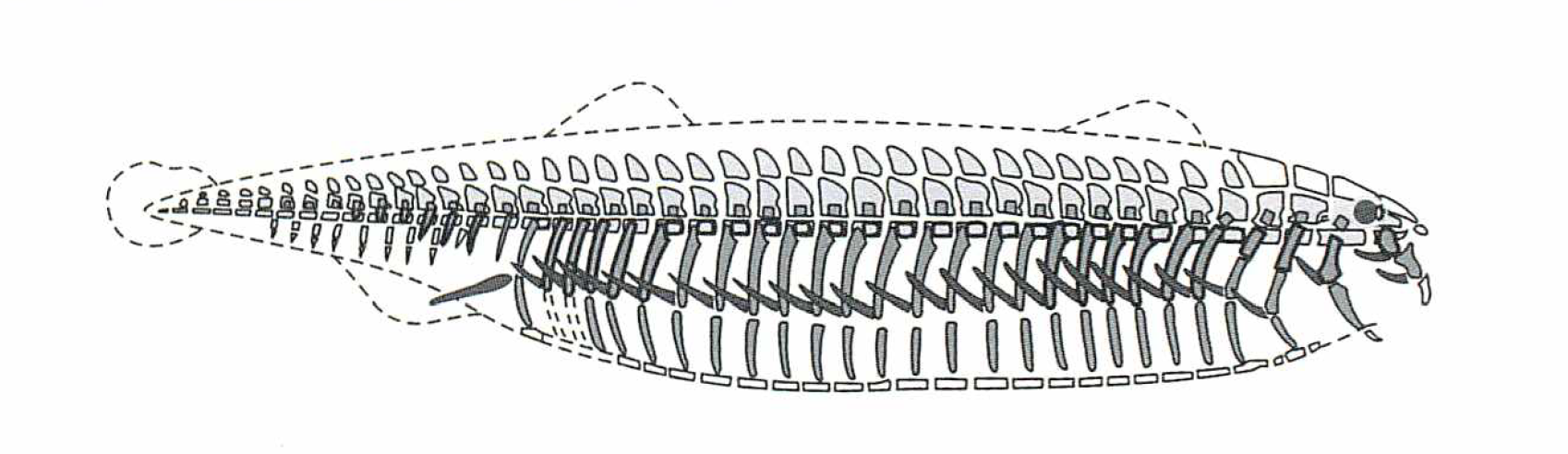 Special Story 脊椎動物の基本型 背骨を通して進化をみる | JT生命誌研究館