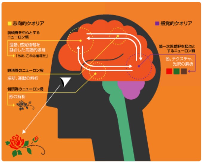 TALK クオリア - 現実と仮想の出会い | JT生命誌研究館