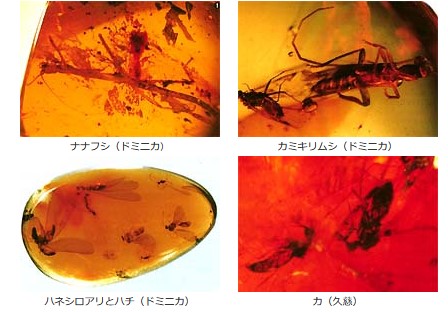 Special Story 虫入り琥珀の世界 | JT生命誌研究館