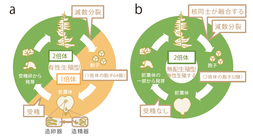 Research 有性と無性を組み合わせて多様性を維持するシダ Jt生命誌研究館