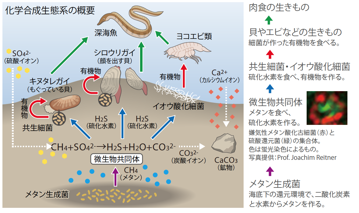 RESEARCH 化学合成生態系の進化を追う | JT生命誌研究館 RESEARCH 化学合成生態系の進化を追う | JT生命誌研究館