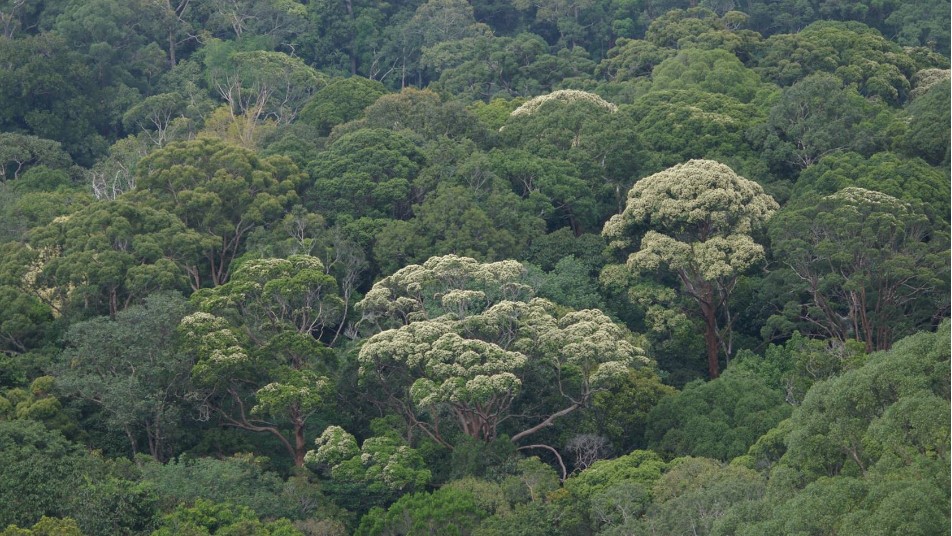 Research ボルネオ熱帯雨林の 一斉開花の要因を探る Jt生命誌研究館