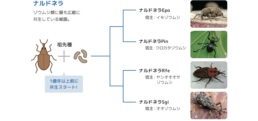 Research 共生細菌が生み出すゾウムシの硬い外骨格 Jt生命誌研究館