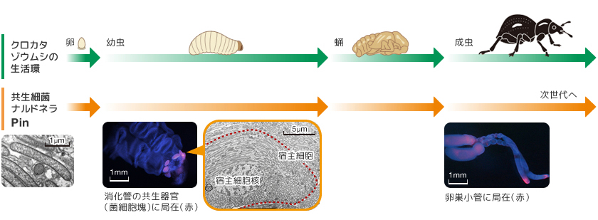 Research 共生細菌が生み出すゾウムシの硬い外骨格 Jt生命誌研究館