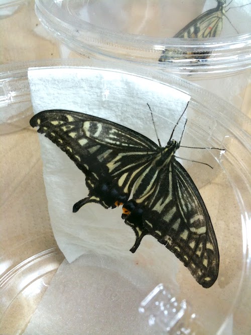 チョウが食草を見分けるしくみを探る 母蝶を騙して卵を産ませる実験の舞台裏 Jt生命誌研究館