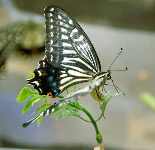 チョウが食草を見分けるしくみを探る | 母蝶を騙して卵を産ませる実験