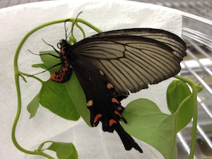 チョウが食草を見分けるしくみを探る 昆虫食性進化研究室 Jt生命誌研究館