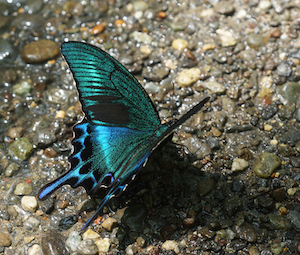 チョウが食草を見分けるしくみを探る 昆虫食性進化研究室 Jt生命誌研究館