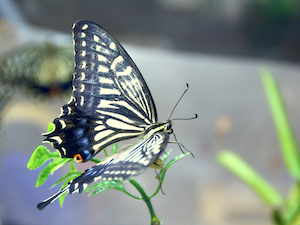 チョウが食草を見分けるしくみを探る 昆虫食性進化研究室 Jt生命誌研究館